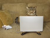 Cats Mice Laptops Sofa Funny 522017 1334x1024